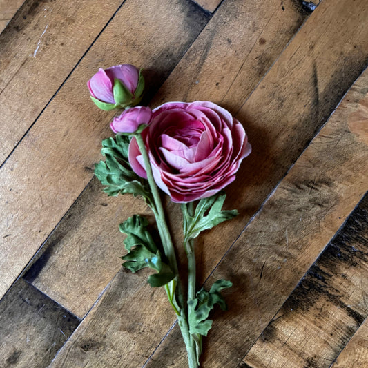 Everlasting Ranunculus Bud & Bloom